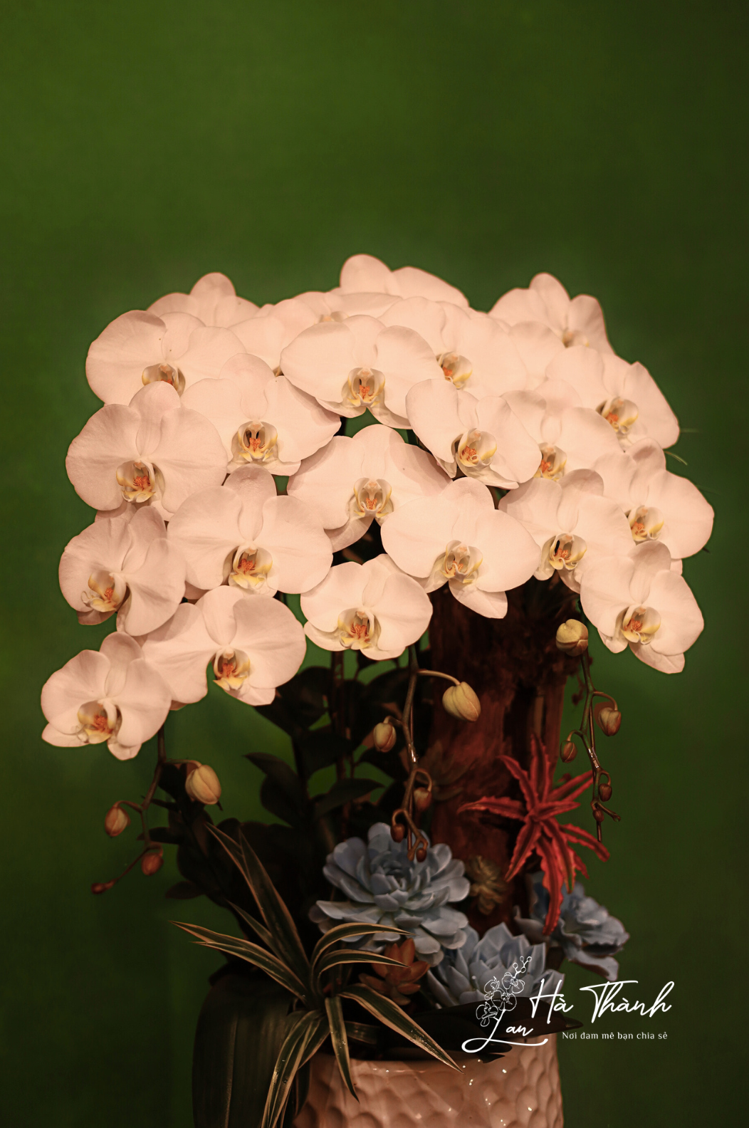 Chậu Lan Hồ Điệp Tiểu Cảnh Hoa Đại Màu Trắng – Tinh Khôi &amp; Đẳng Cấp Từ Lan Hà Thành